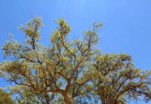 Un árbol abatido, in memoriam Alcornoque centenario en el bosque de La Madrila (Cañamero) ©Paco Audije