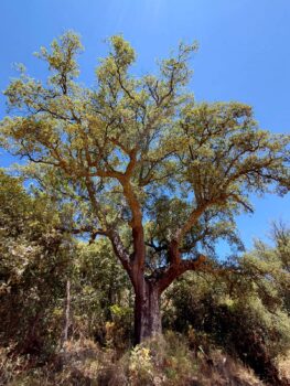 Alcornoque-centenario-Canamero-Extremadura-©pacoaudije--263x350 Un árbol abatido, in memoriam