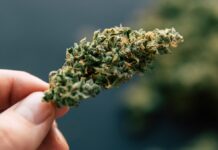 Coleccionismo botánico: el auge de las plantas con valor cultural