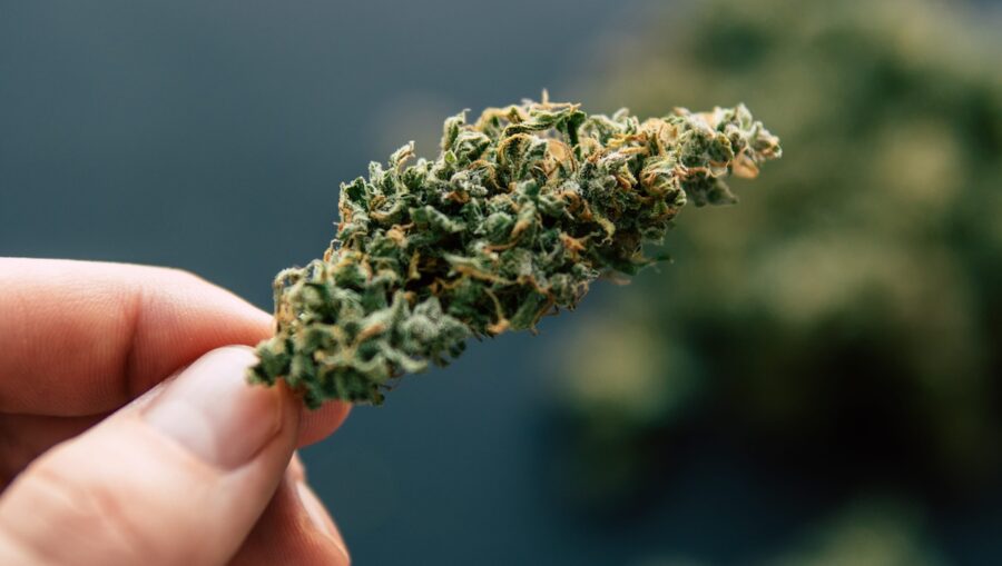 Flores-de-CBD-©123RF-e1784714372209-900x509 Coleccionismo botánico: el auge de las plantas con valor cultural