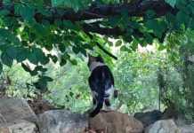 Los gatos crepusculares