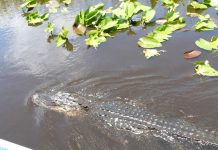 Aligator en los Everglades de Florida