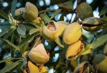 Almendros con Xylella fastidiosa