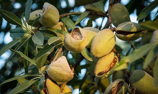 Almendros-con-Xylella-fastidiosa En español: Xylella fastidiosa, en cursiva y con la primera letra en mayúscula