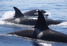 CIRCE alerta sobre la contaminación de orcas y delfines en el Atlántico y Mediterráneo