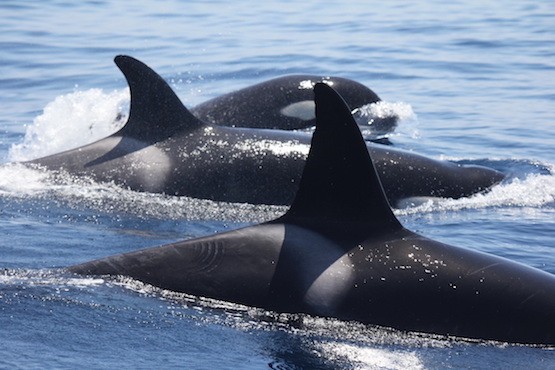 CIRCE-orcas-delfines-mediterraneo Orcas y delfines europeos contaminados