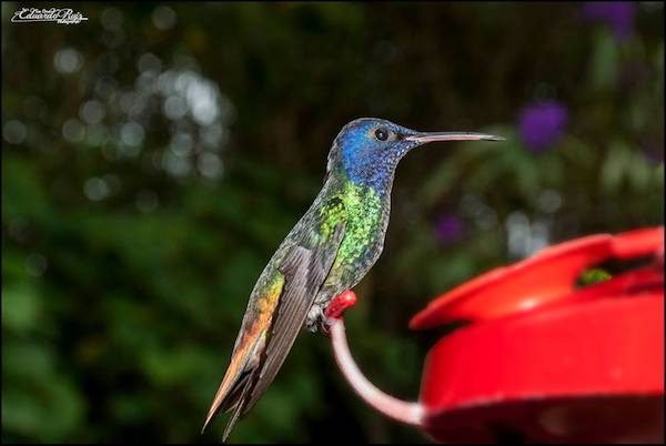 Colibrí-Topotepuy-Venezuela-Eduardo-Ruiz-Fernández-600x402 Verónica