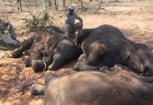 Elefantes muertos en Botswana