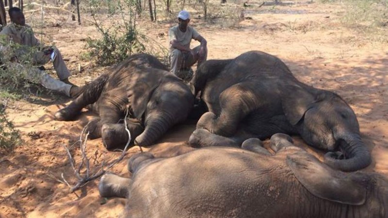 Elefantes-muertos-en-Botswana Amenaza de una «sexta extinción masiva»: 1 millón de especies en peligro