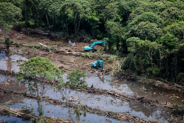 Greenpeace-Indonesia-deforestacion-aceite-palma-600x400 Greenpeace alerta del descenso en la población de orangutanes