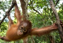 Greenpeace: Un orangután bebé de un año, Jelapat, juega en el árbol en la Fundación de Supervivencia orangutana de Borneo (Nyse Menteng, Kalimantan Central). Jelapat fue confiscado a un residente el 21 de junio de 2016 en South Barito, Kalimantan Central, después de que el propietario lo retuviera desde diciembre de 2015.