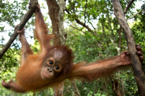 Greenpeace-orangutanes-Borneo-600x400 Greenpeace alerta del descenso en la población de orangutanes