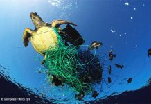 Numerosas especies marinas quedan atrapadas en los restos que acaban en el mar. © Greenpeace/ Marco Care.