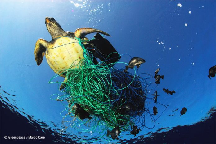 Numerosas especies marinas quedan atrapadas en los restos que acaban en el mar. © Greenpeace/ Marco Care.