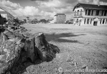 Javier Sánchez Monge: plantar un arbol