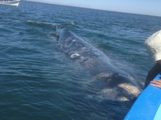 Kontxaki-ballena-gris-barcas Ballenas al alcance de la mano (I)