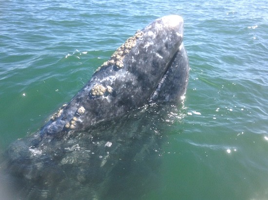 Kontxaki-ballena-gris-cabeza Ballenas al alcance de la mano (I)