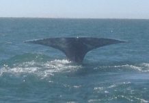 Kontxaki: ballena gris cola