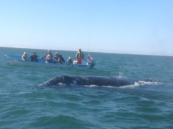 Kontxaki-ballenas-barcas Brincos, cantos y alegría