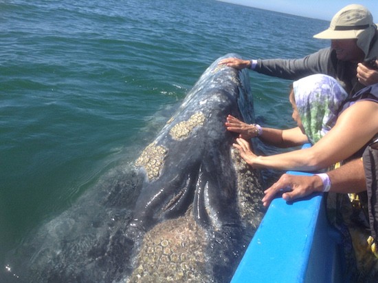 Kontxaki-ballenas-caricias Ballenas al alcance de la mano (I)