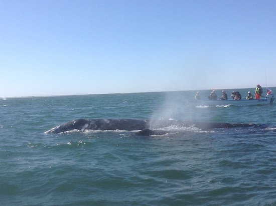 Kontxaki-ballenas-madre-hija Las madres delfines les hablan chiqueadito a sus crias