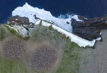 Imágenes de colonias de pingüinos obtenidas por el Landsat