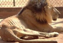 Leo, el leon del zoologico del Zulia en estado de desnutrición