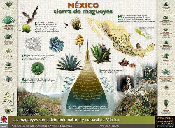 México-Tierra-de-Magueyes-cartel-600x441 150 Años de Historia Natural en México