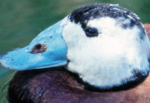 El singular pico azul de la malvasía e una foto de "El pato que se hizo andaluz"