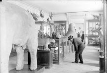 Armando Escaín-Muñoz: Esta foto es del Departamento de Historia Natural, cuando las colecciones todavía estaban en el Museo Nacional, en la calle de Moneda.