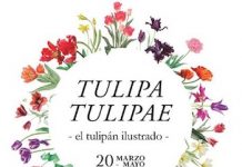 Tulipa tulipae tulipan