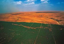 En África se plantan árboles para construir una gran muralla verde que frene la desertificación del Sáhara