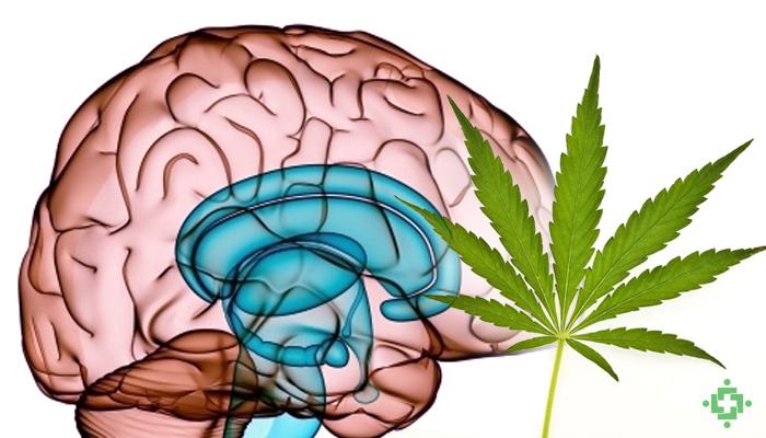 https://cuidateplus.marca.com/familia/adolescencia/2020/03/01/cannabis-peor-enemigo-cerebro-adolescente-172200.html