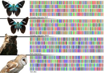 codigo-de-barras-genetico-350x247 Código de barras de ADN para combatir el tráfico de animales en indonesia