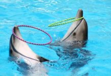 Delfines en cautividad. Foto: sosdelfines-org