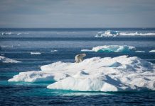 A polar bear moves along sea ice in Baffin Bay. Greenpeace crew and guests travel through Sam Ford Fjord, near Clyde River, Nunavut, to deliver solar panels in Clyde River.