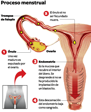 endometrio Día mundial de la higiene menstrual: tener o no tener la regla