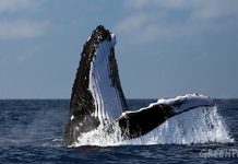 Ballenas en la Antártida. Fotos: Greenpeace