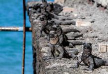 Iguanas negras en Galápagos, Ecuador.