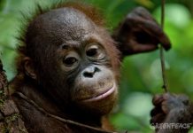 Greenpeace denuncia las amenazas a especies en extinción, como los orangutanes de Indonesia, por la deforestación causada por los productores de aceite de palma para cosmética y alimentación