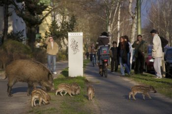 jabalíes-entornos-urbanos-350x233 Tuberculosis en Madrid por la invasión de jabalíes