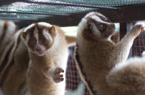 loris-perezosos-enjaulados-600x396 Código de barras de ADN para combatir el tráfico de animales en indonesia