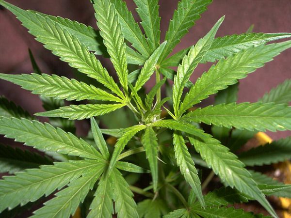 marihuana-600x450 Cannabis: El abuso de la droga produce alteraciones del sistema nervioso central