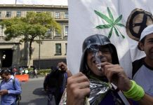 Activistas mexicanos celebran la autorización de la marihuana