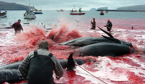 matanza-ballenas-Feroe-600x348 Matanza de ballenas en las islas Feroe