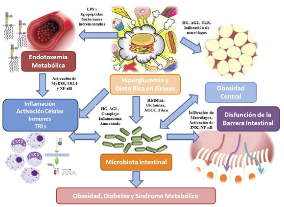 microbiota-intestinal Trasplante de heces, una técnica para tratar enfermedades