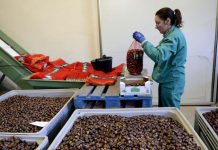 Mondelo: Recolección y preparación de castañas en la cooperativa de Puerto de Mijares