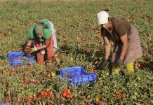 Mondelo: recolectoras de tomates en Miajadas, Extremadura, España