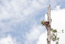 orangutanes indonesia
