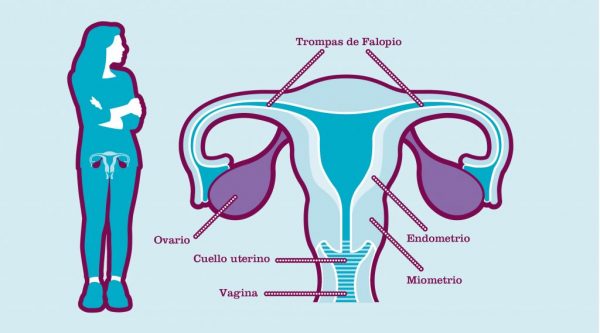 ovarios-1-1024x569-600x333 Endometriosis: la cara de la infertilidad